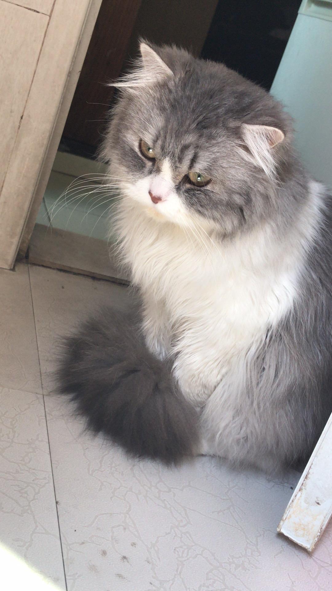 家里的猫妹妹想要配种但是一直不知道这种蓝白长毛猫该配什么样子的猫