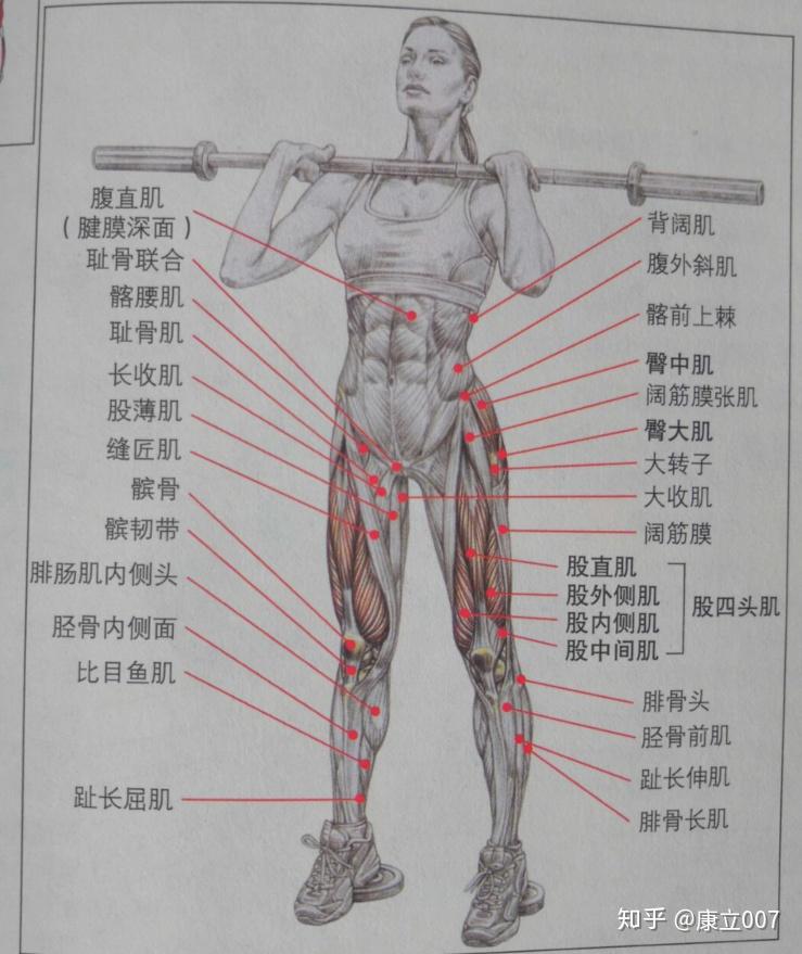 上山下山分別哪些腿的肌肉比較用力求肌肉名稱