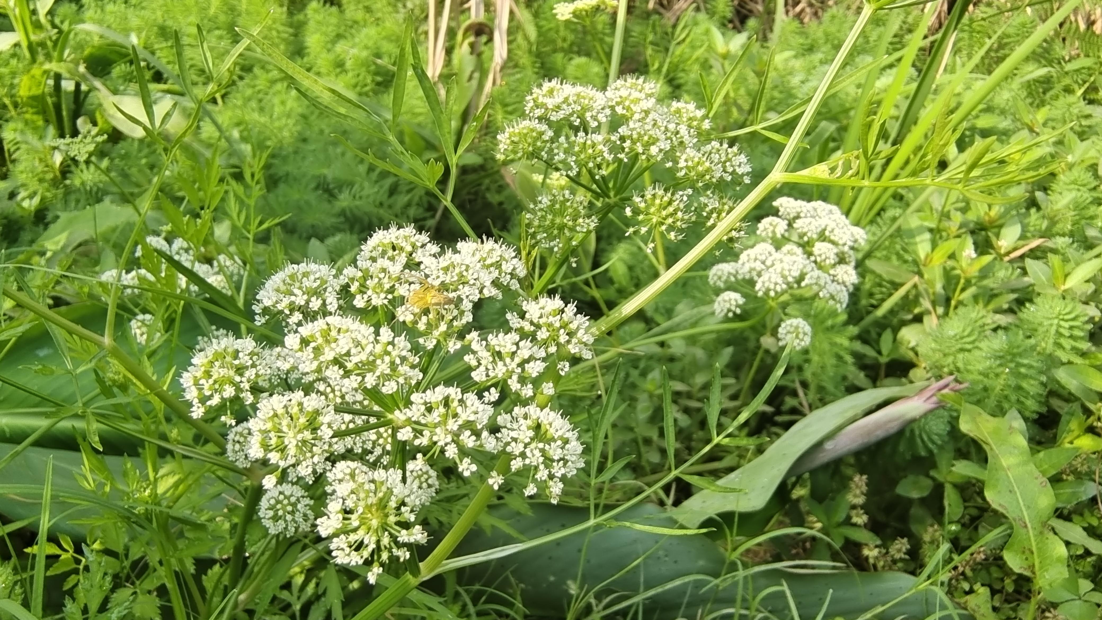 这是水芹吗? - 知乎