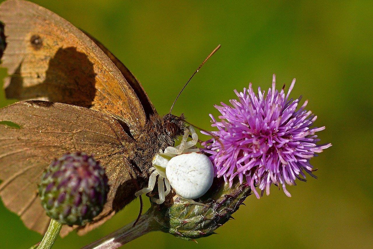 3. 豆梨科植物分布