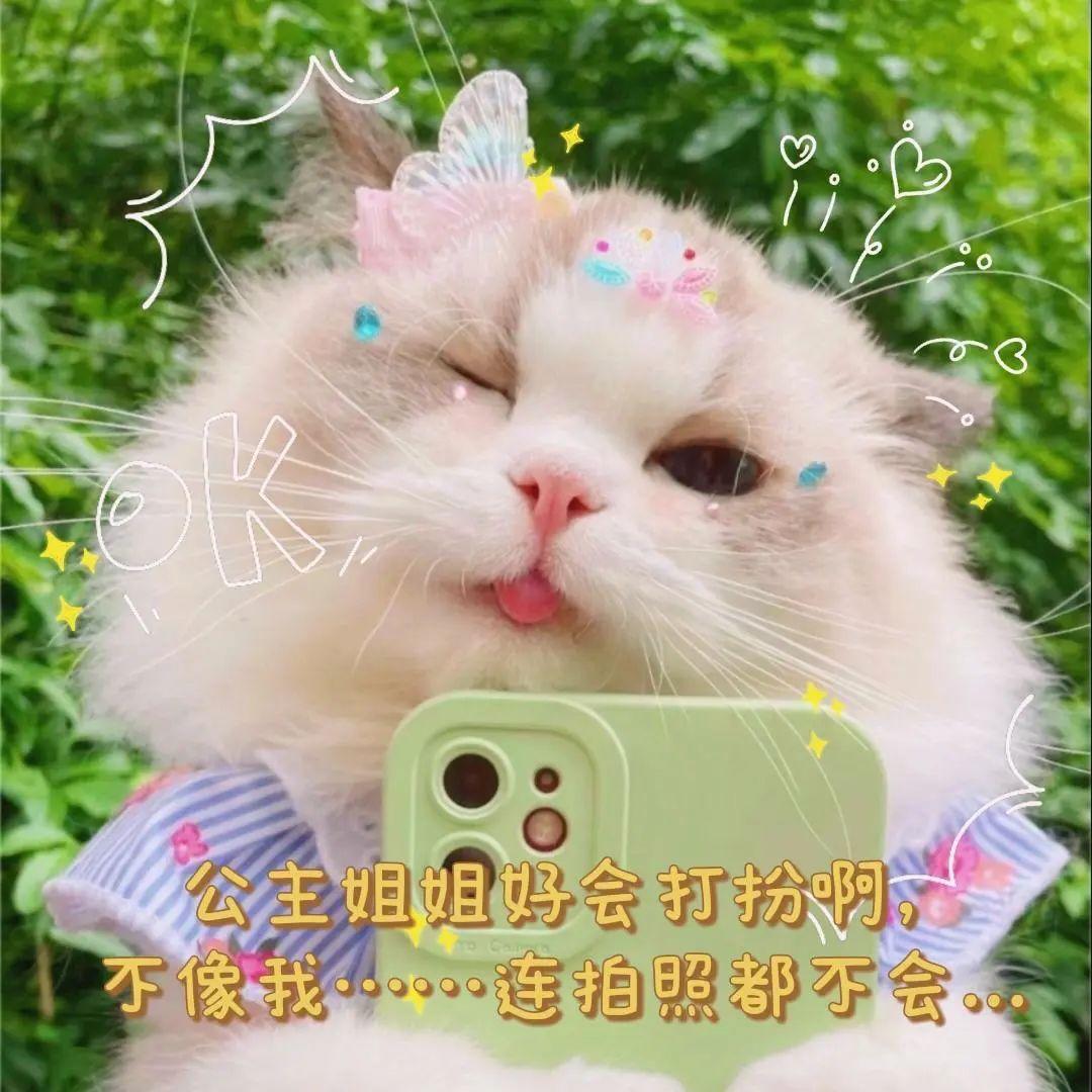 有没有绿茶风格的猫咪的表情包? - 知乎