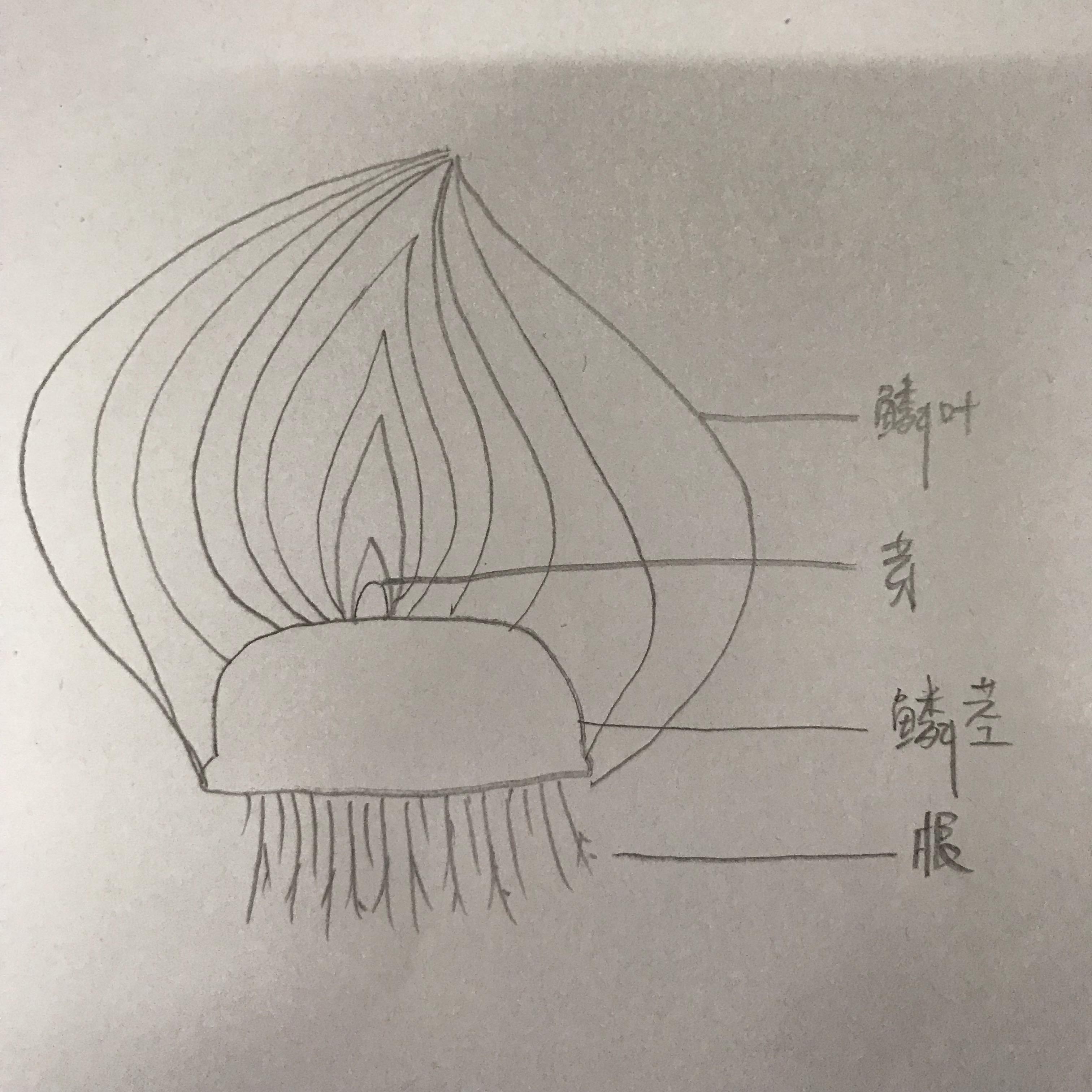 洋葱头式设计方法图片