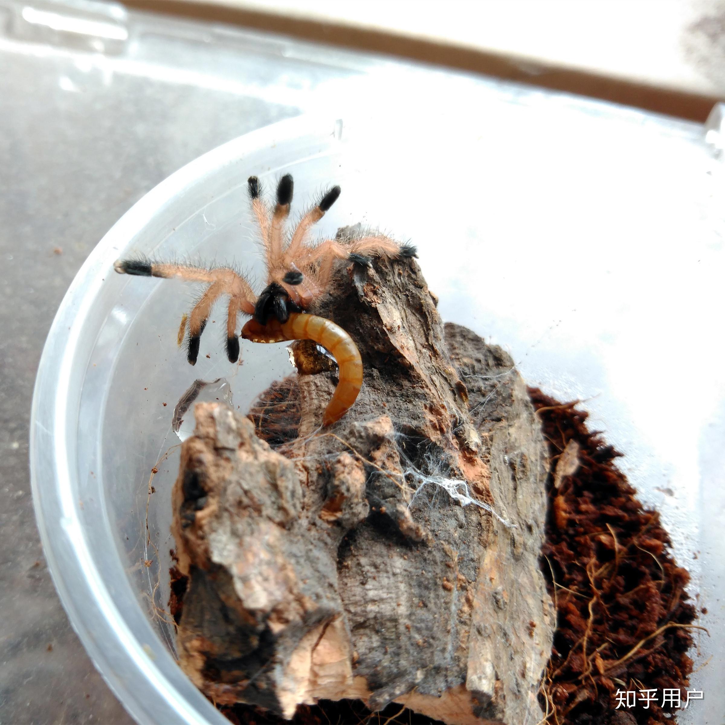 新手养蜘蛛你推荐养什么品种? - 知乎