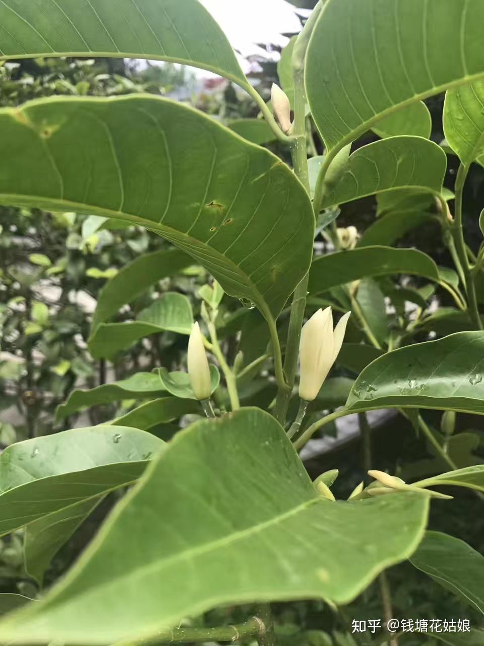 白兰树能在庭院种植吗?有哪些种植技巧? - 知乎