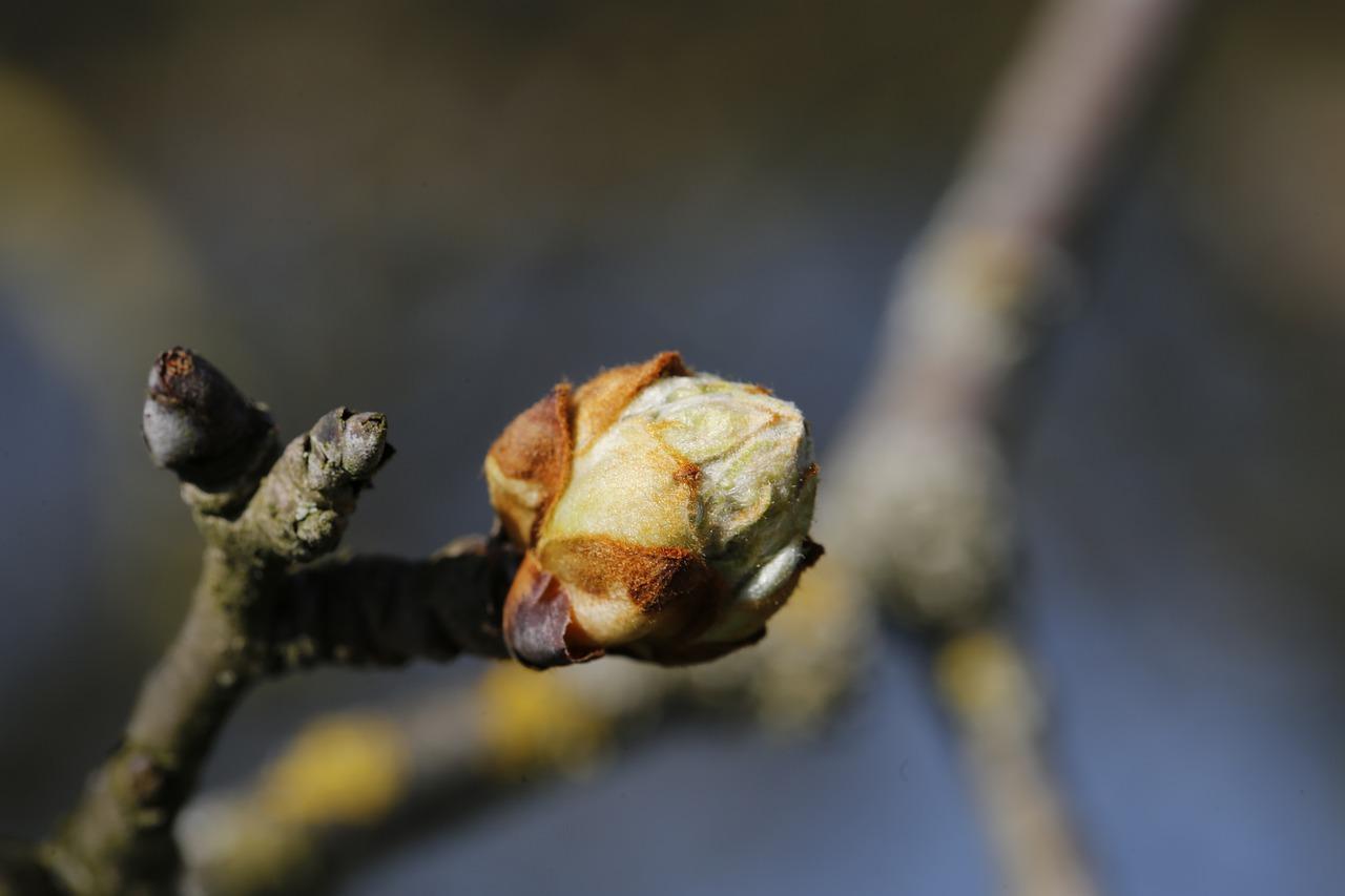 3. 樟芽绽放时节