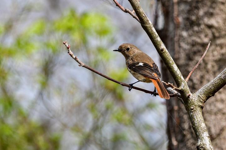 JavaScript 中 try...catch 的 10 个使用技巧 - 知乎