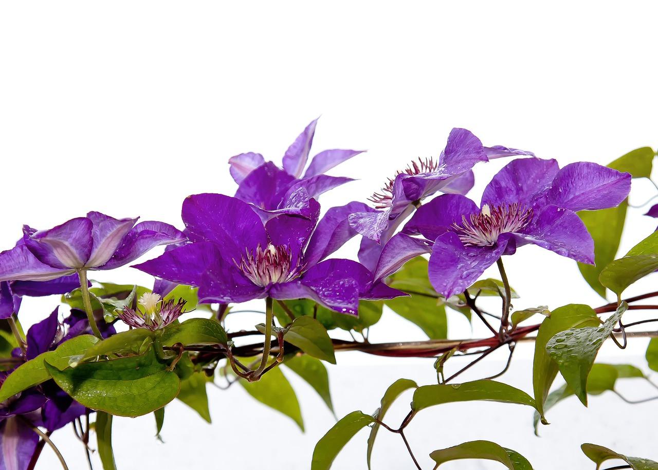 4. 分株繁殖要点