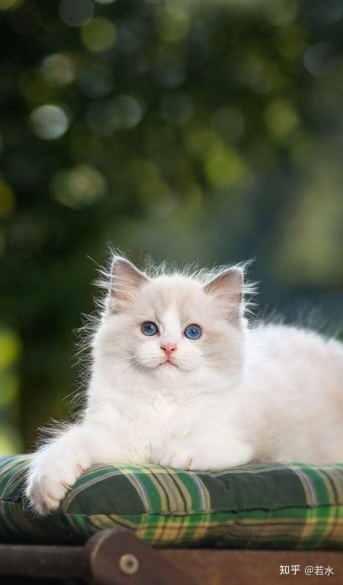 有哪些好看的关于猫咪的微信聊天背景图值得分享? - 知乎