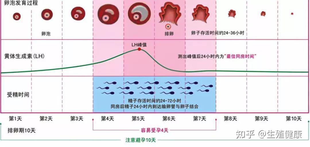 受孕最佳的时间点,是什么时候? - 知乎