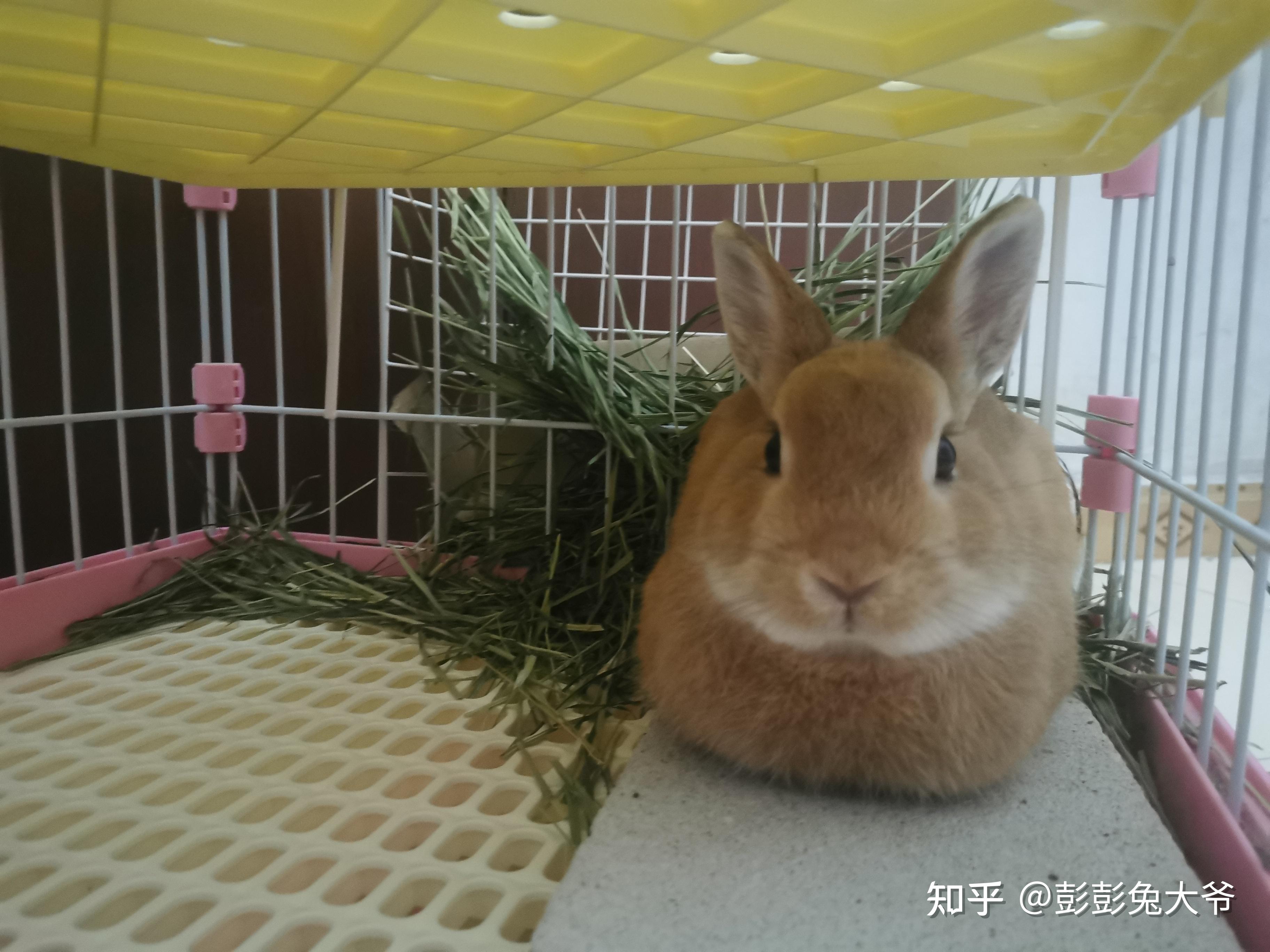 侏儒兔是什么兔,适合当宠物吗? - 知乎