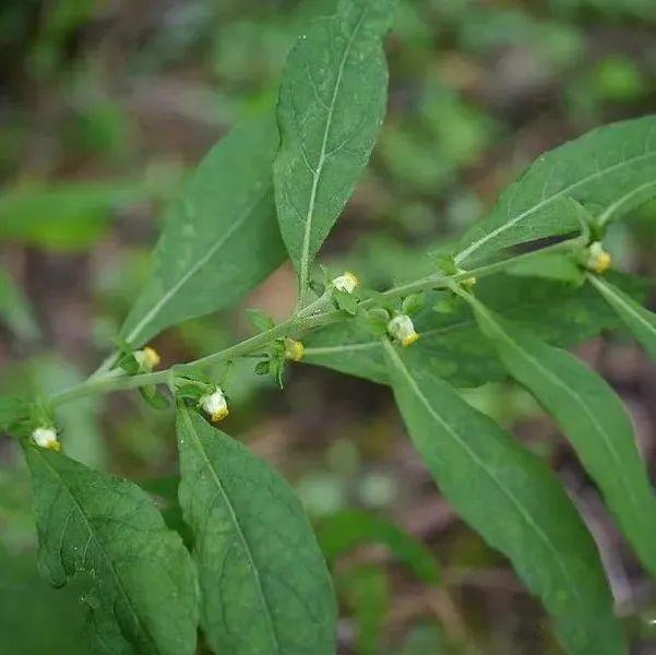 【植物界全系列】管状花亚科—旋覆花族(三):天名精 - 知乎