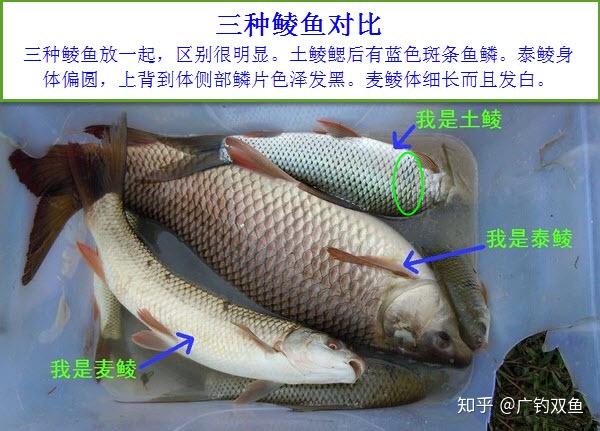 请大师科普? - 知乎