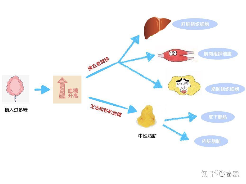 糖类消化吸收过程图图片