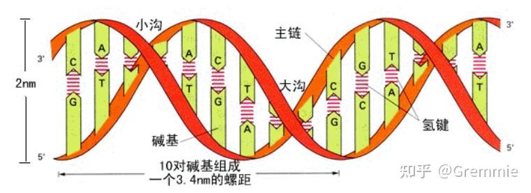 带你入门基因组（上） - 知乎