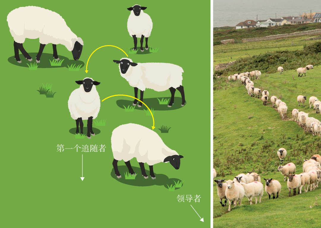 羊的物理学——从相变到集体运动- 知乎