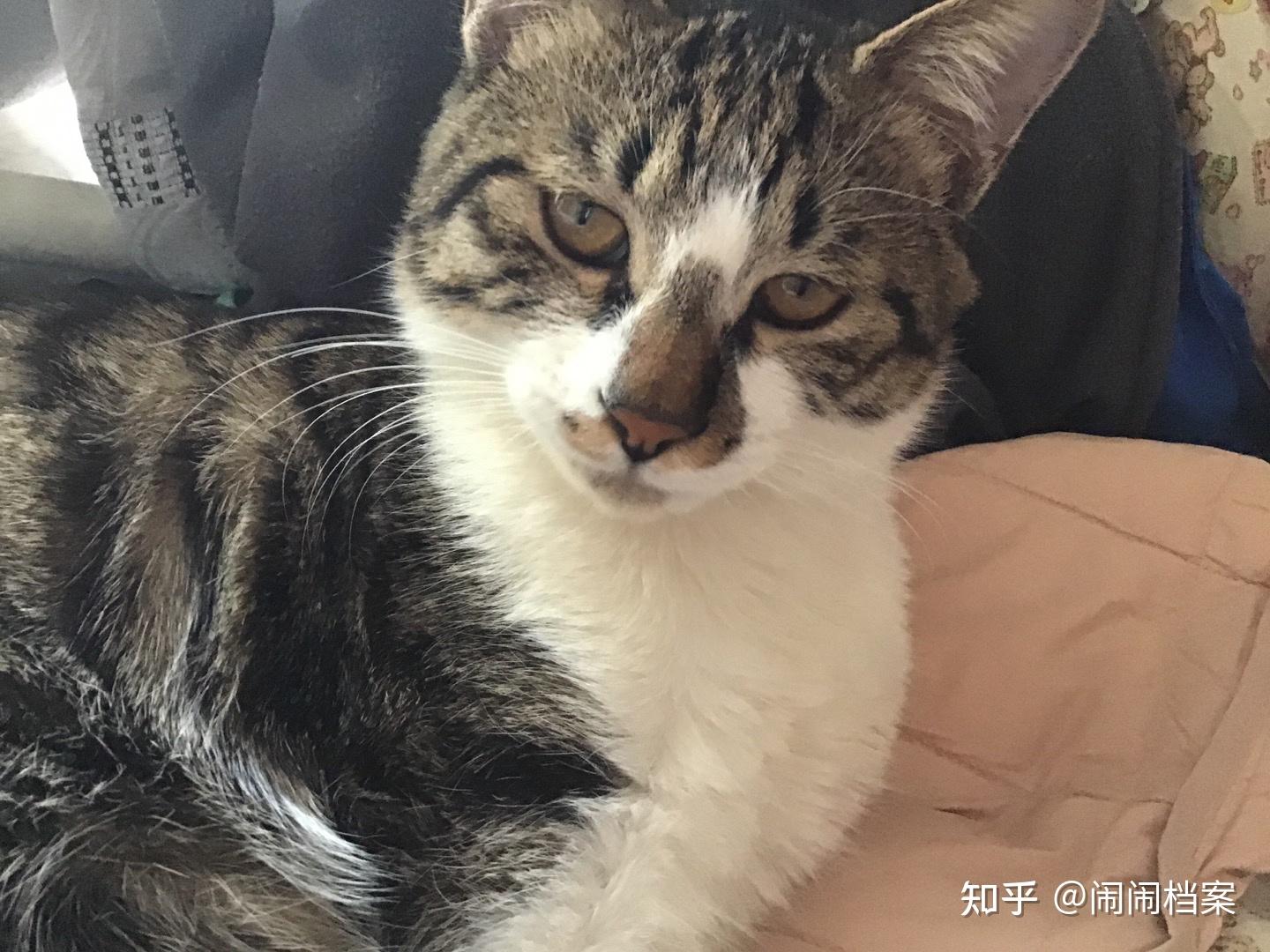 黑白色田园猫能有多好看?
