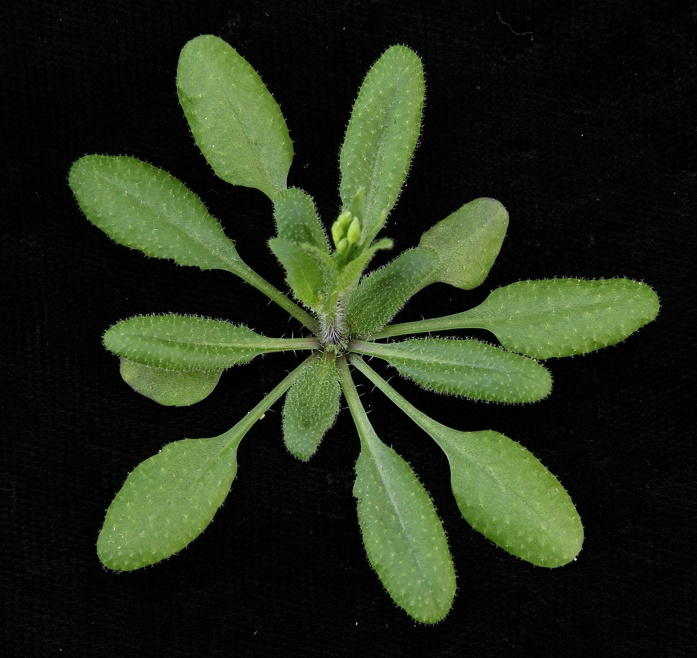 拟南芥三种野生型有啥区别? - 知乎