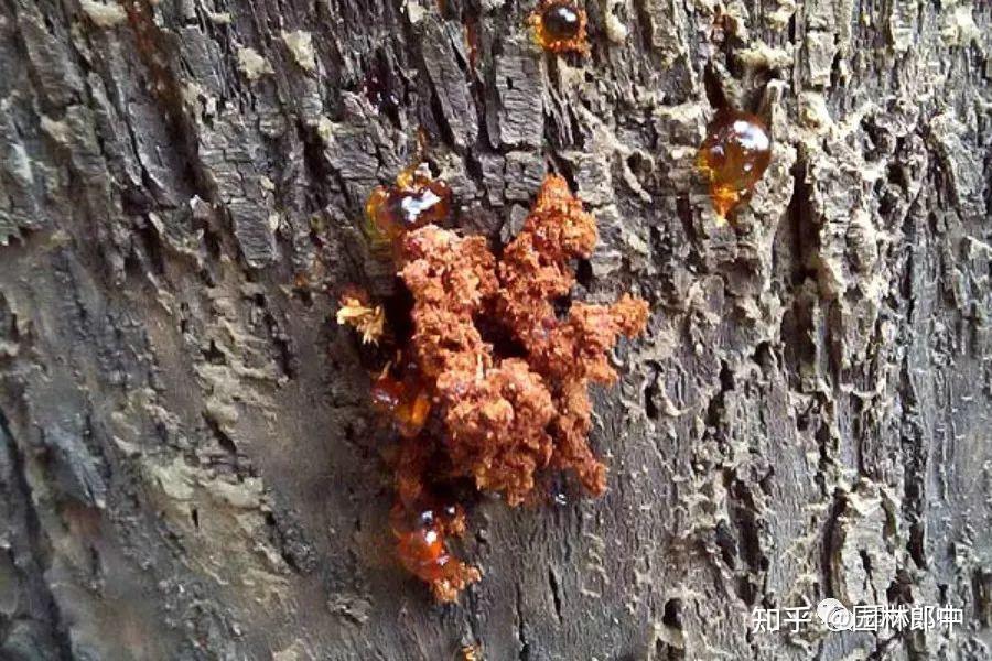 如防治星天牛幼虫?