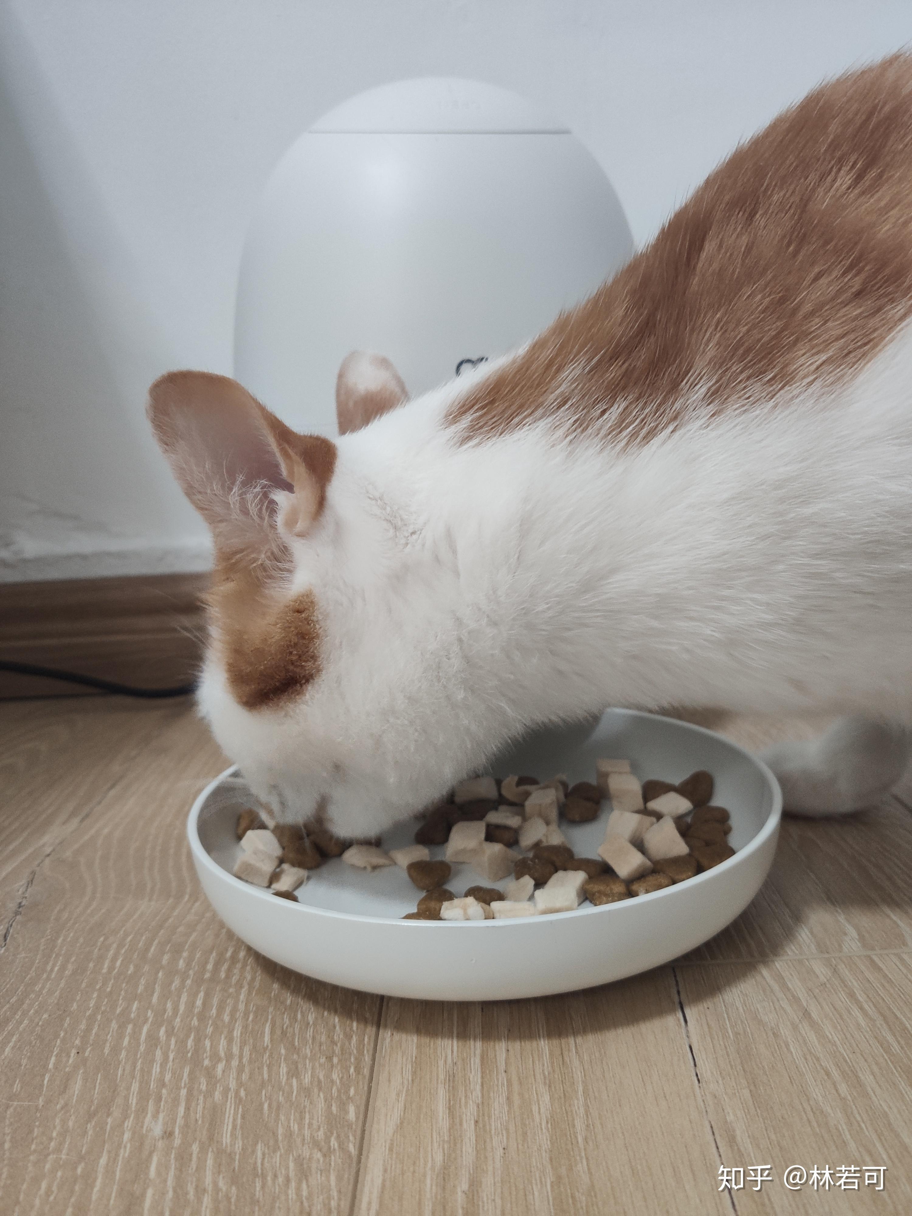 猫咪为什么要吃猫粮,吃肉不是更好么? - 知乎