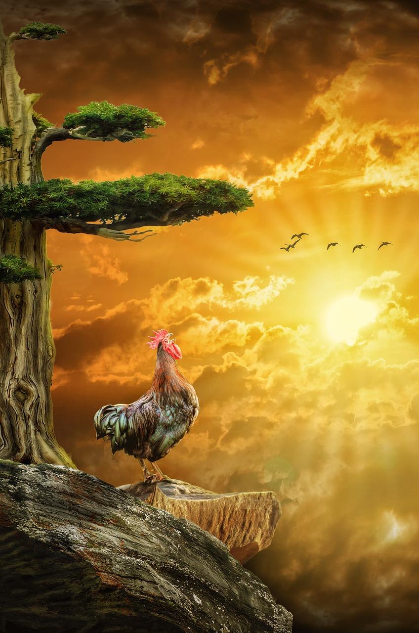 公鸡跑到家有什么预兆