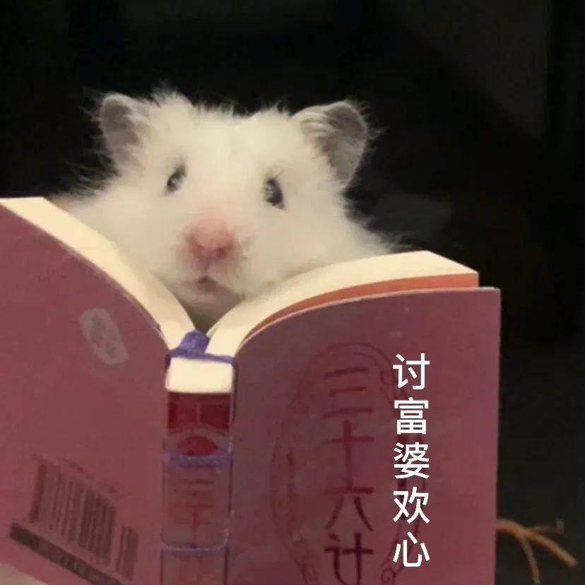 求一个小仓鼠表情包