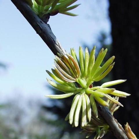 杜仲雄花 - 知乎