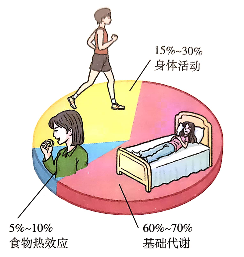 减肥要怎么提高代谢？ - 知乎