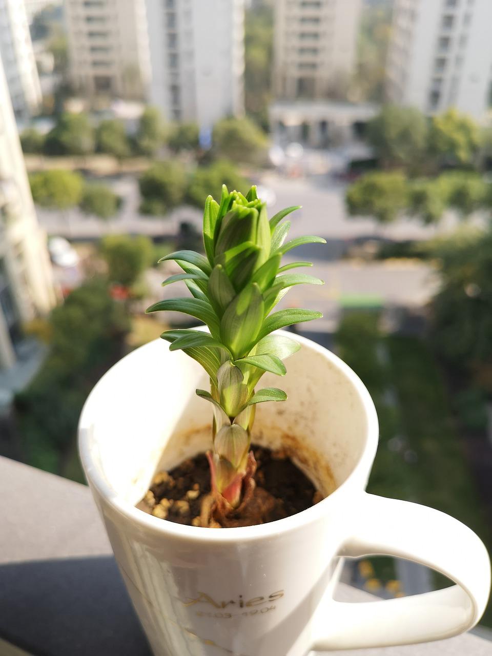 黑心菊多少天发芽