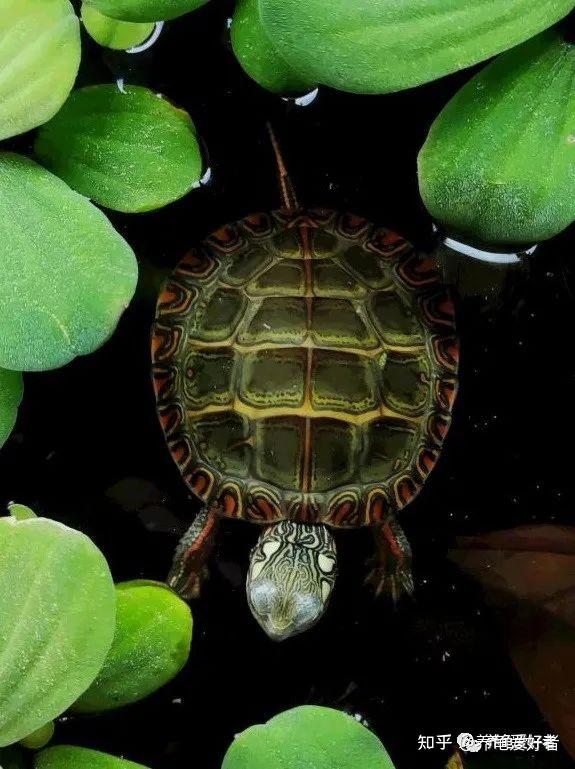 养龟的你，可以擅用这些挺水植物吗？ - 知乎