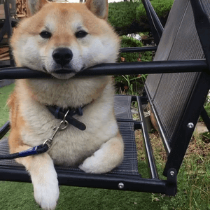 “小八嘎”柴犬为什么这么受欢迎?原因还是得看这几点! - 知乎