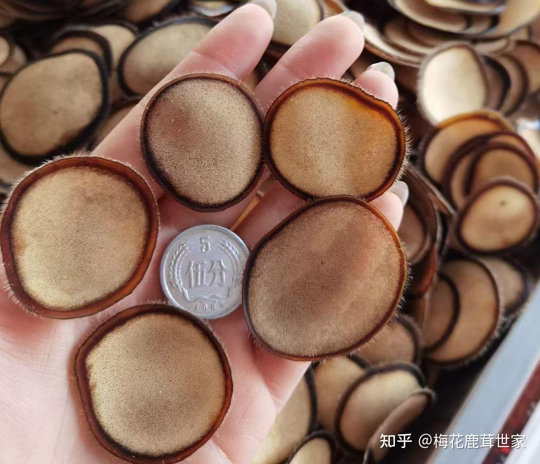 鹿茸含在嘴里吃可以吗腥味大吗