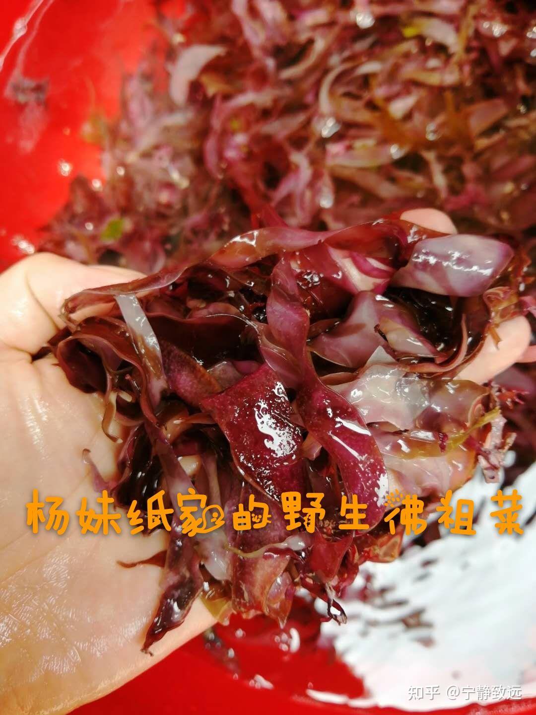 听说广东潮汕那边有个海产品叫佛祖菜很贵,可以解答一下吗? - 知乎