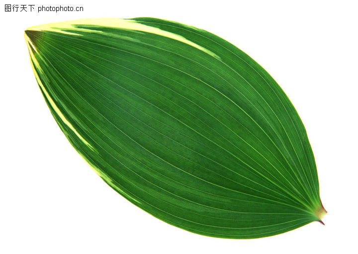 为什么单子叶植物比双子叶植物具有比较多的长而平行的叶脉后者通常为