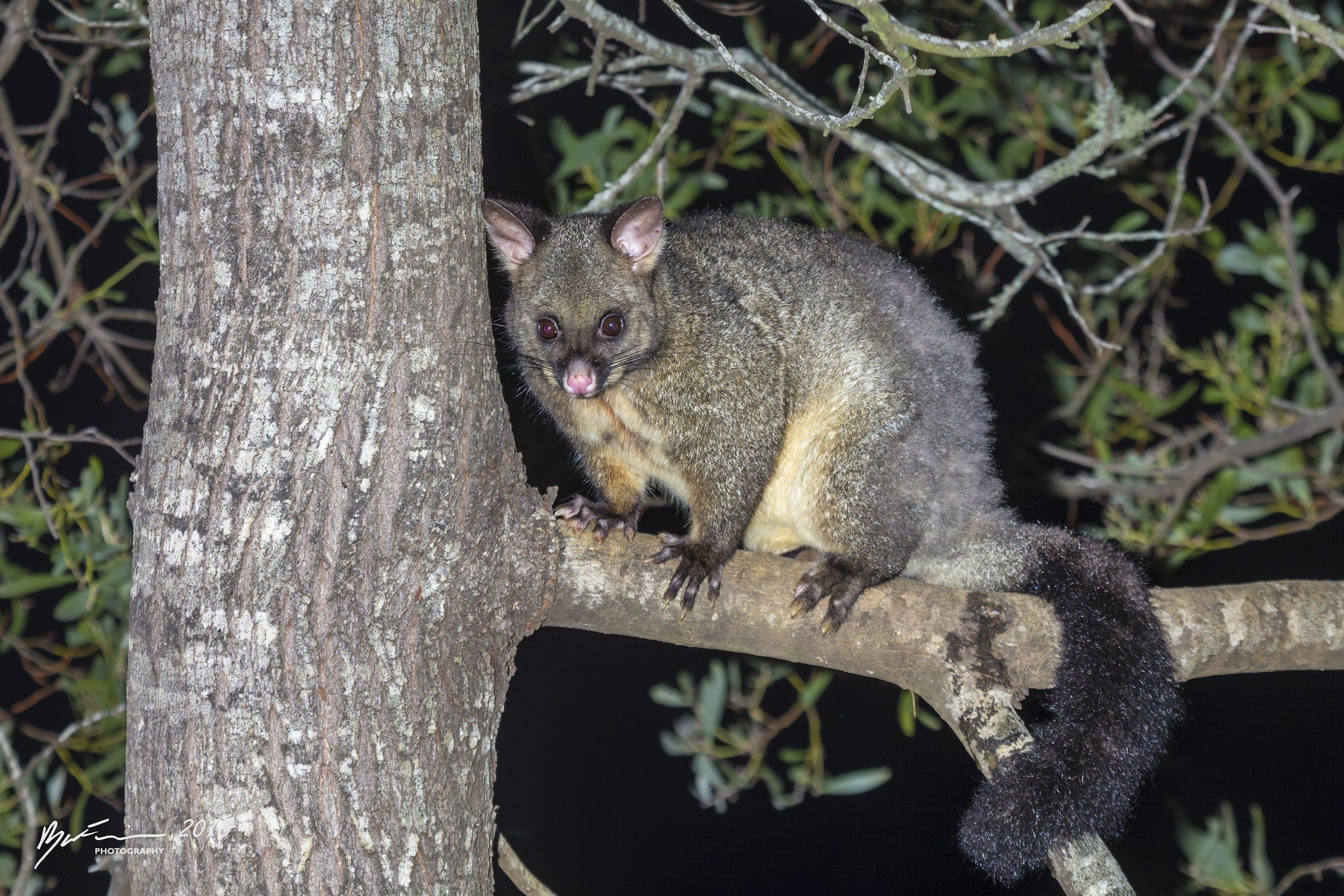 为什么网络上很多人把袋貂叫做负鼠