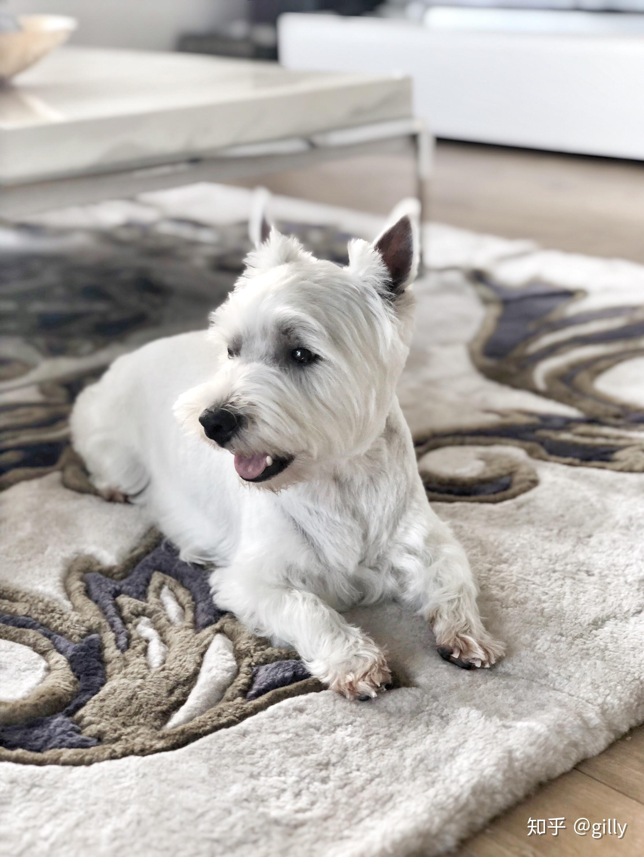 西高地(西部高地梗,westie)的性格如何?适合在家养么?