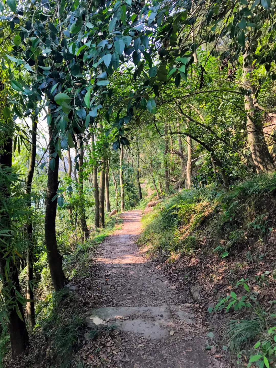 重庆：徒步张飞古道 - 知乎