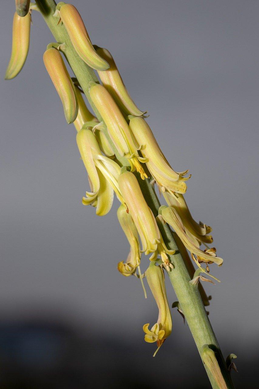 2. 芦荟盆栽售价