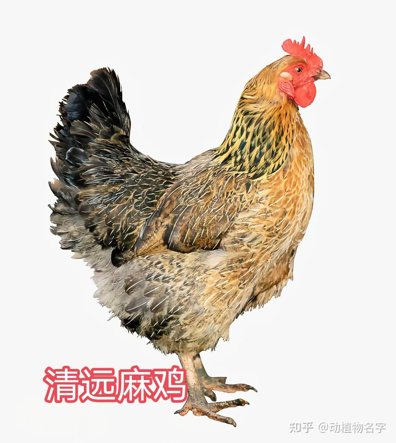98图带你走进家鸡的世界,家鸡大全第二篇 - 知乎