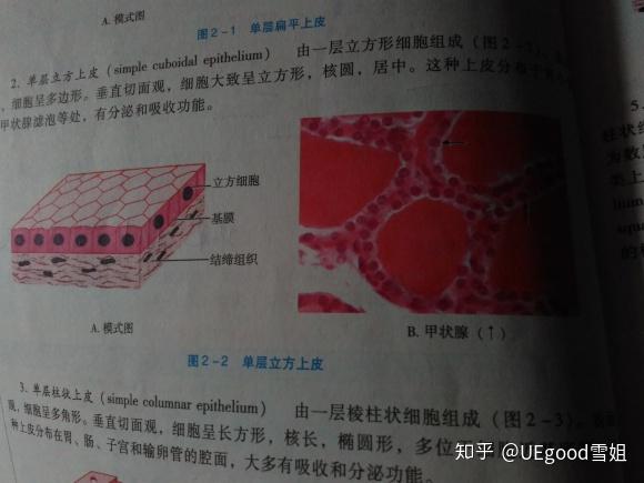 组胚红蓝铅笔实验图的单层扁平上皮和假复层纤毛柱状上皮怎么画呀?