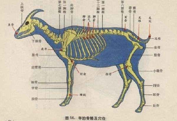 牛的骨骼关节结构图图片