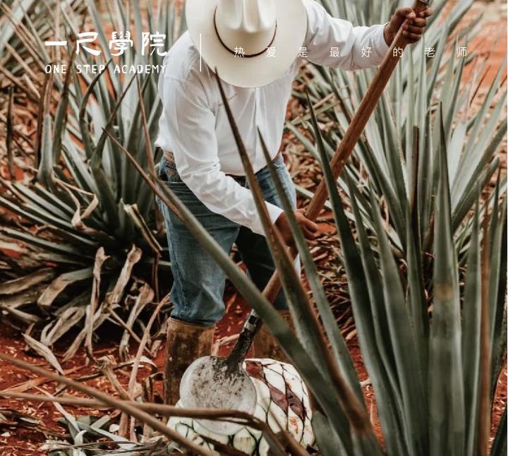 1分钟了解龙舌兰(Tequila)的种类 - 知乎