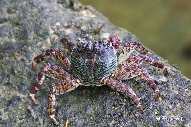 这种绿色花纹螃蟹有毒吗? - 知乎