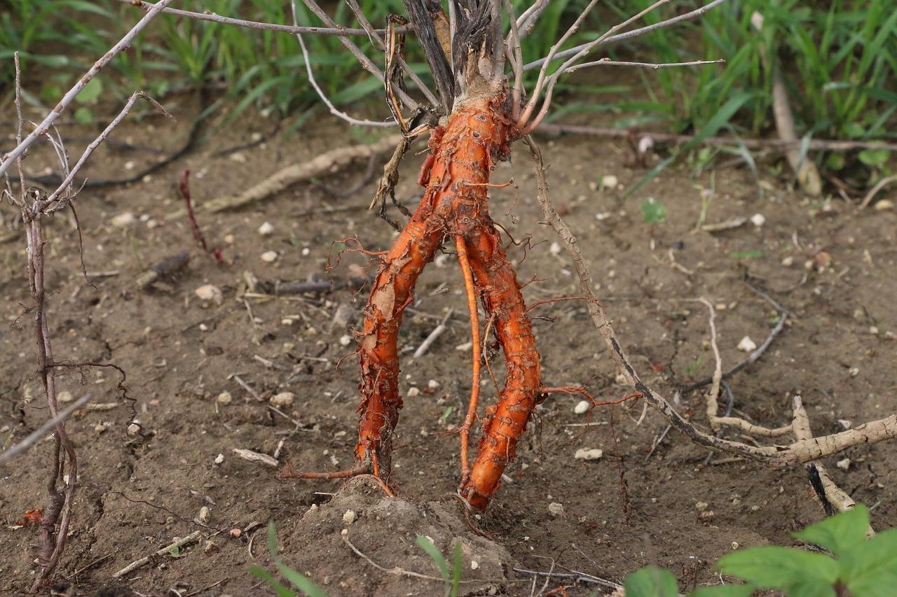 4. 贮藏根与支持根