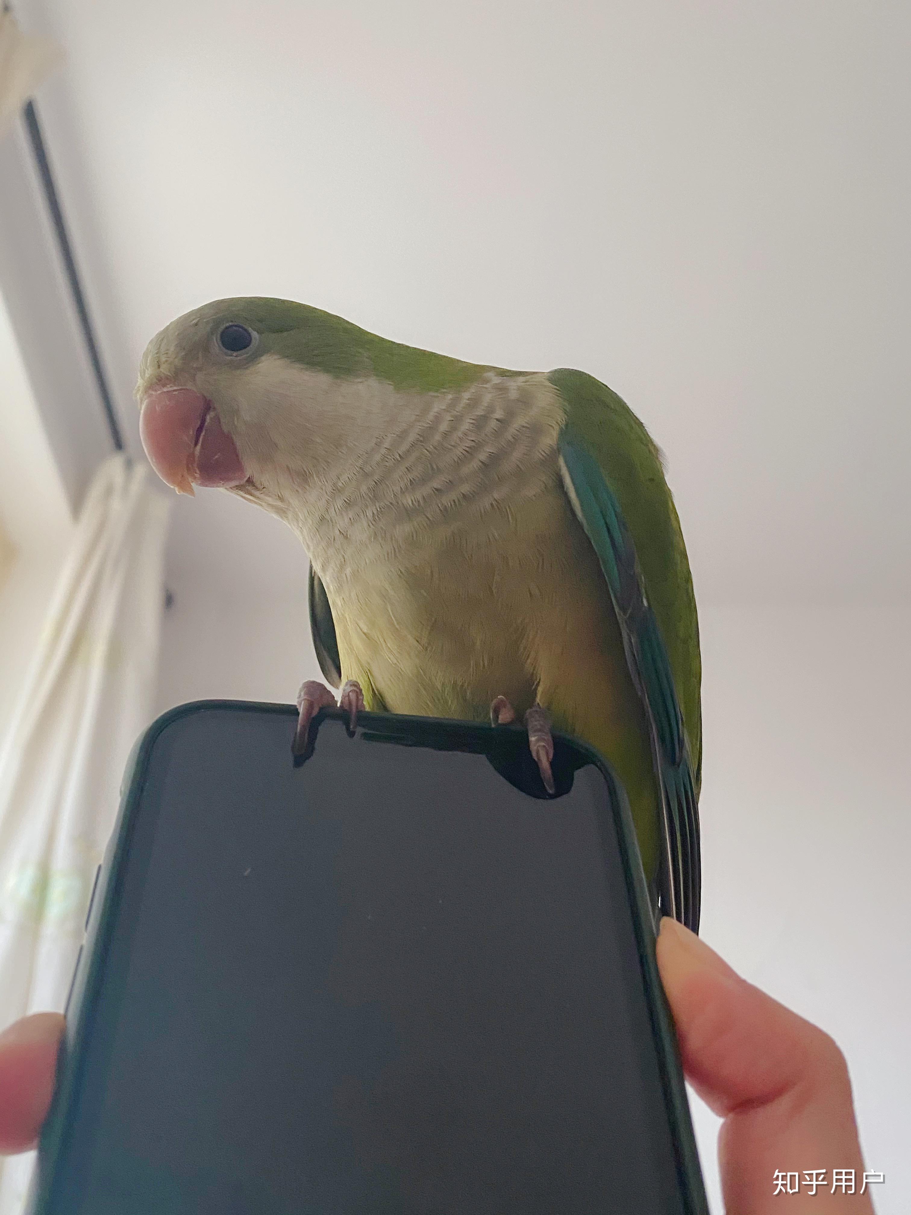 养一只绿和尚鹦鹉是一种什么样的体验?