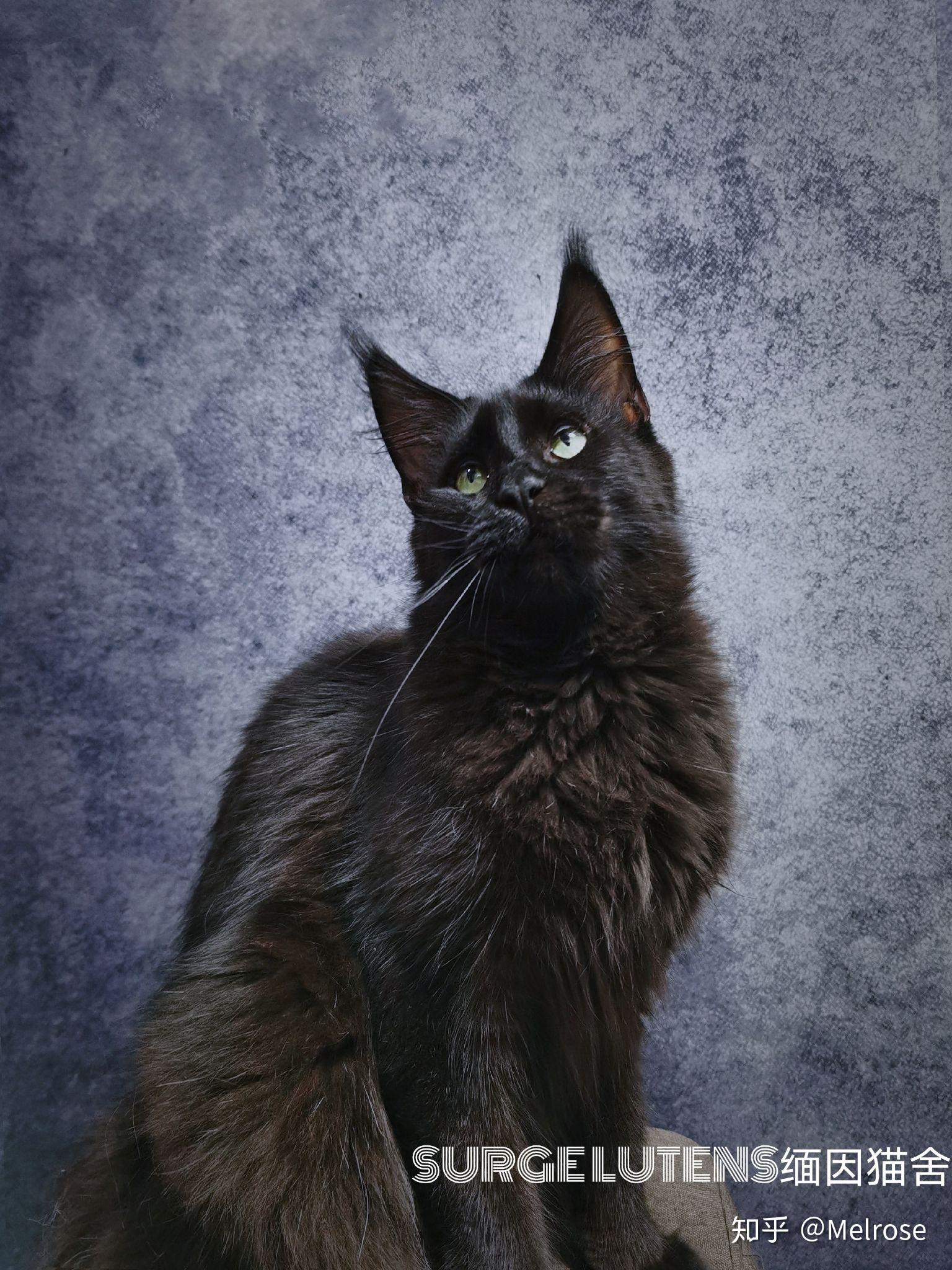 在猫舍买了一只缅因猫舍要求特别多怎么办? - 知乎