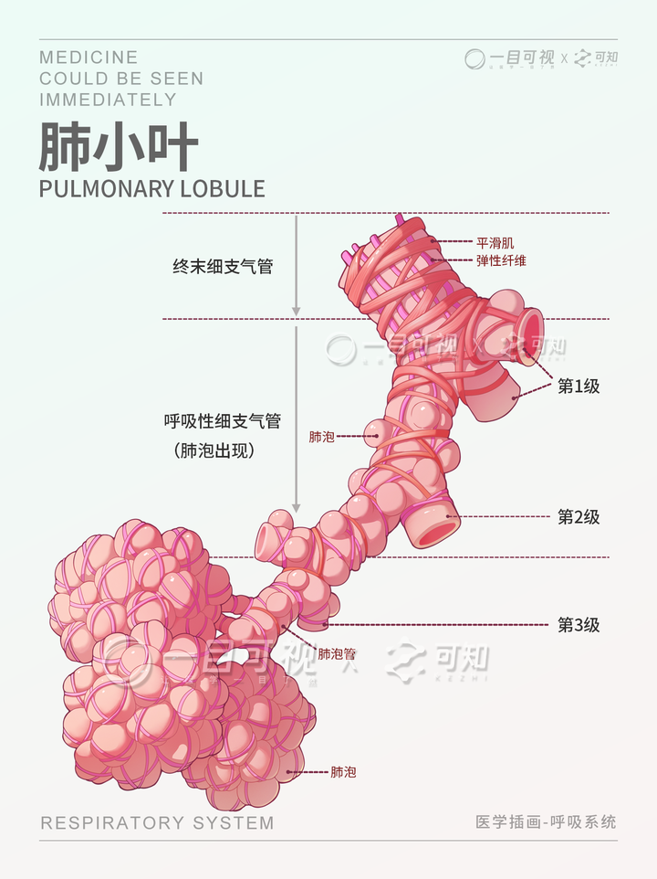 肺泡解剖结构图图片