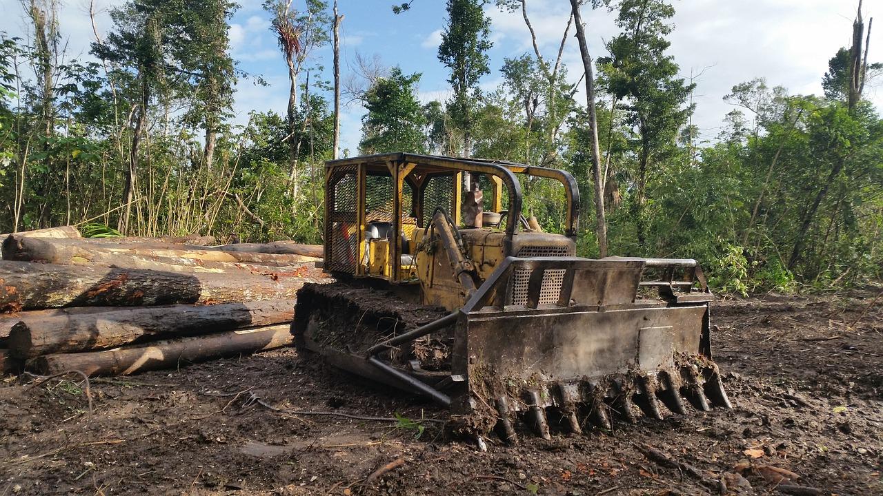 小叶紫檀适合什么土壤