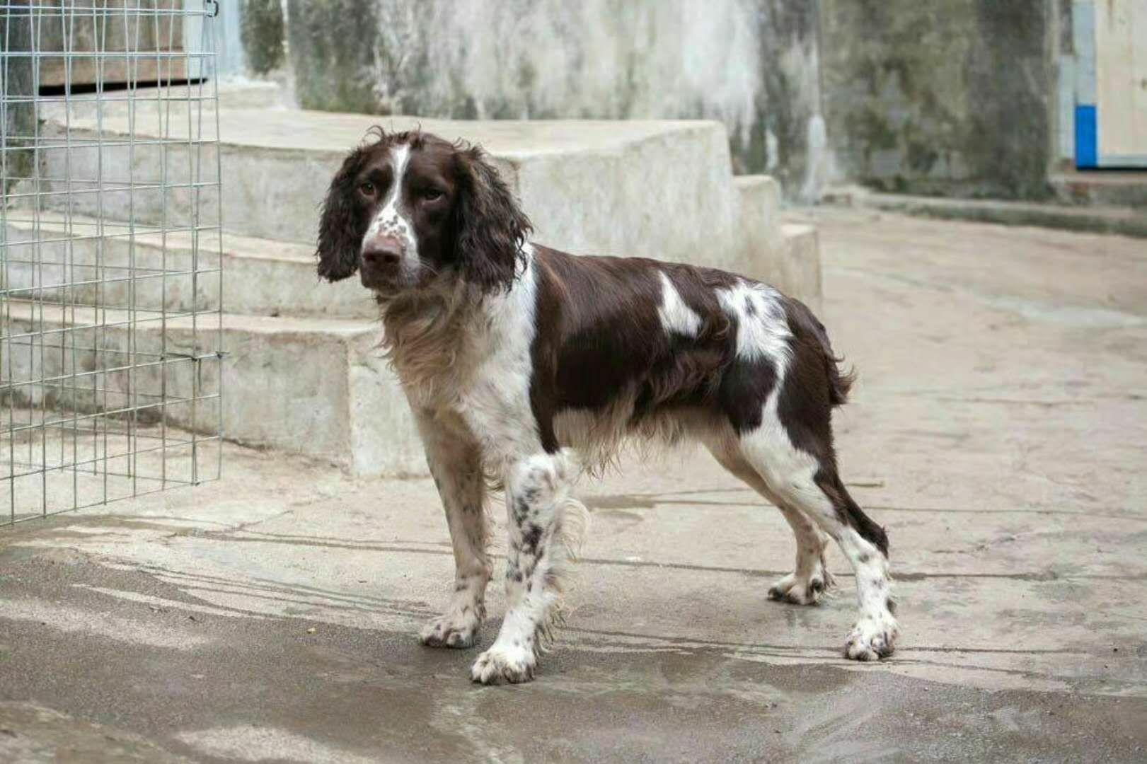 史宾格犬到底是不是按照展示型和狩猎型进行区分的? - 知乎