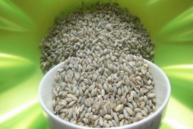 青稞种子发芽时间多长? - 知乎