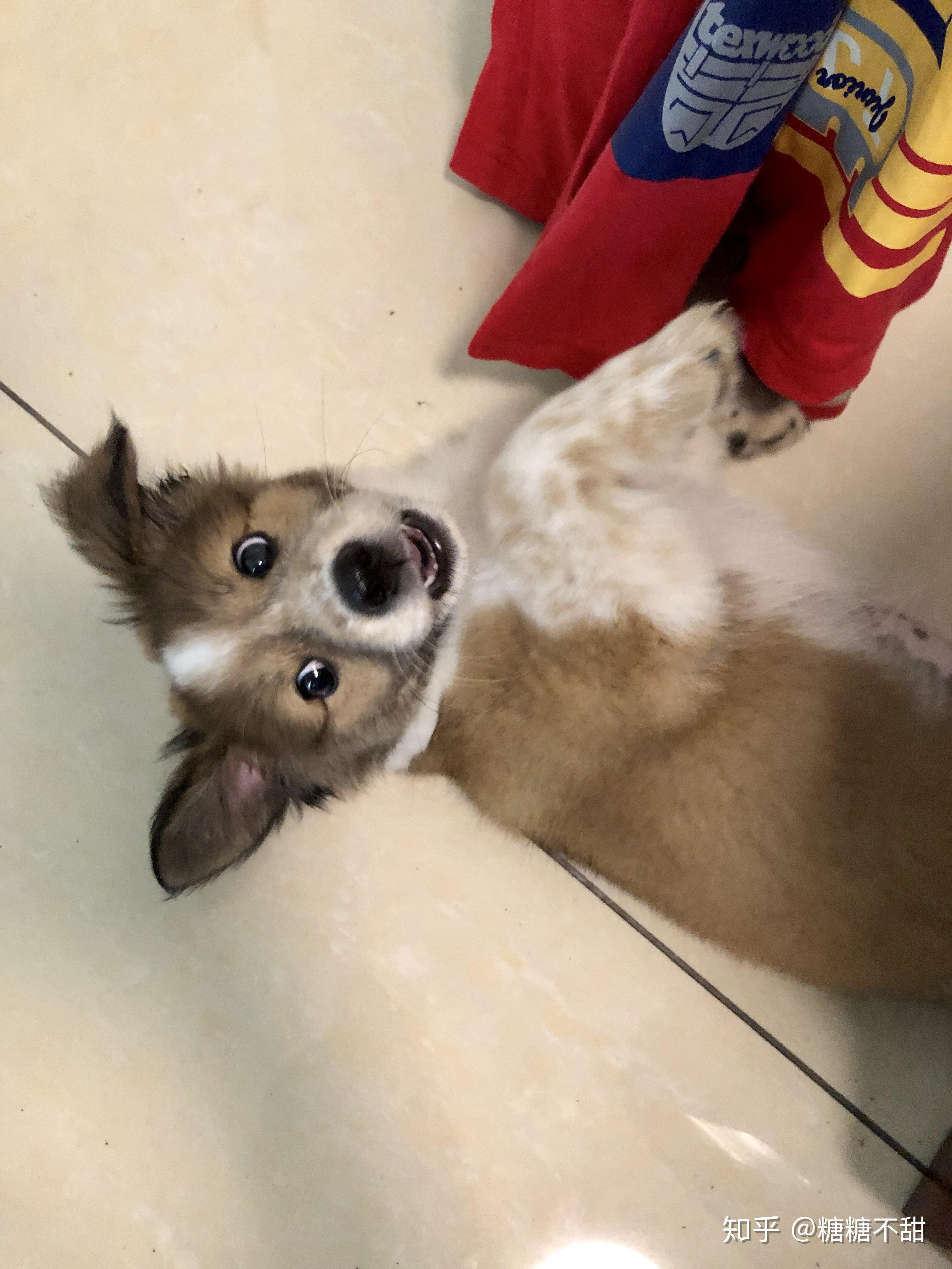 有人养过边牧和柯基的混血吗? - 知乎